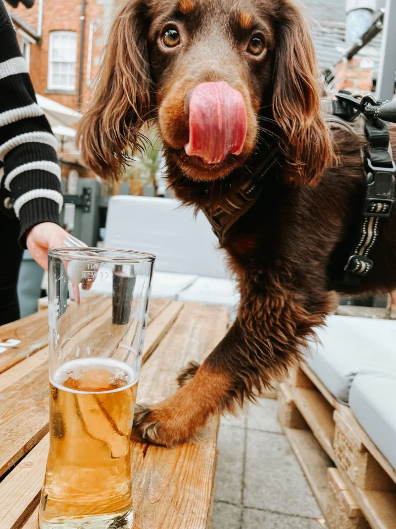 Dog Friendly